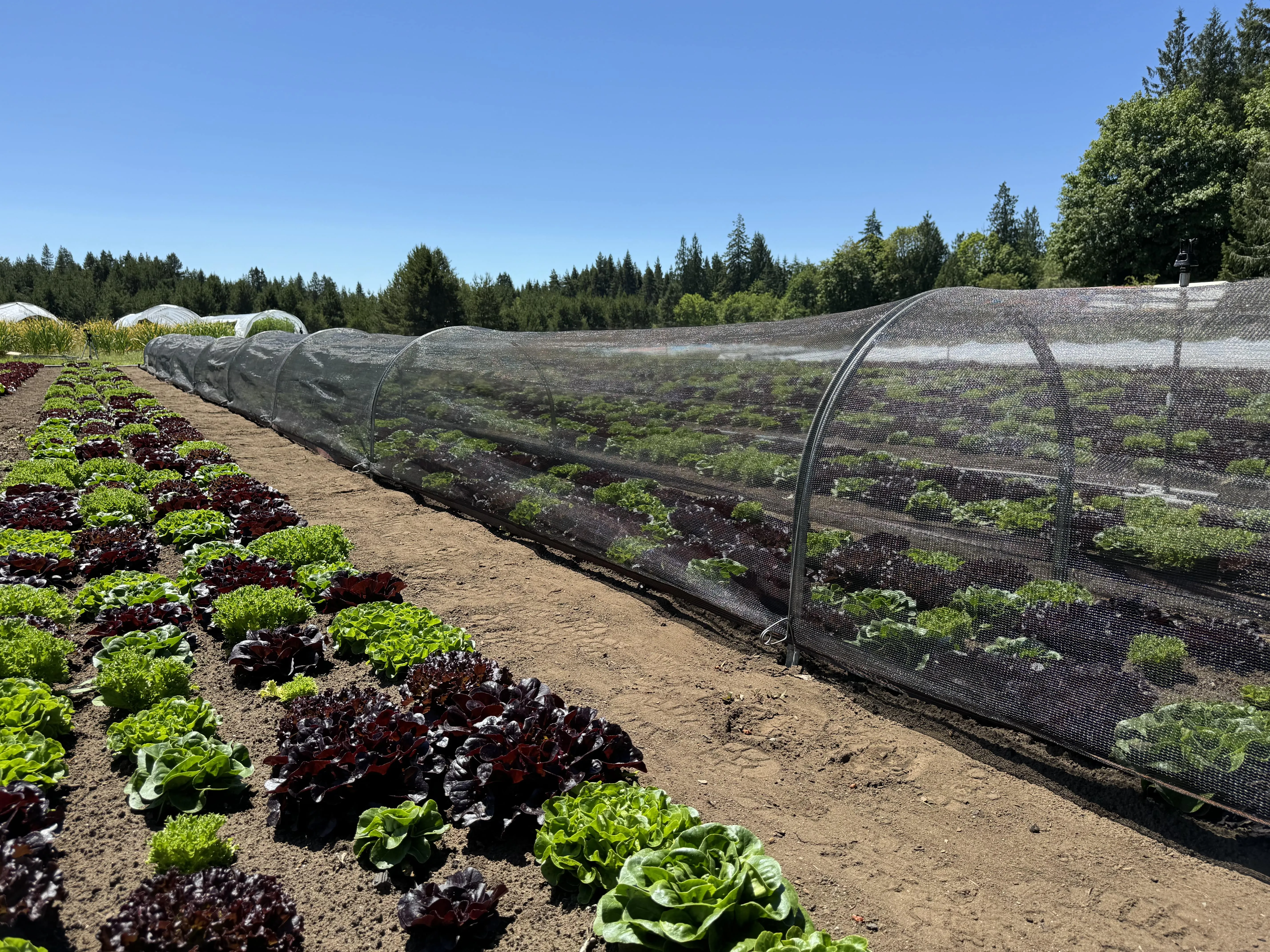 Shade Cloth