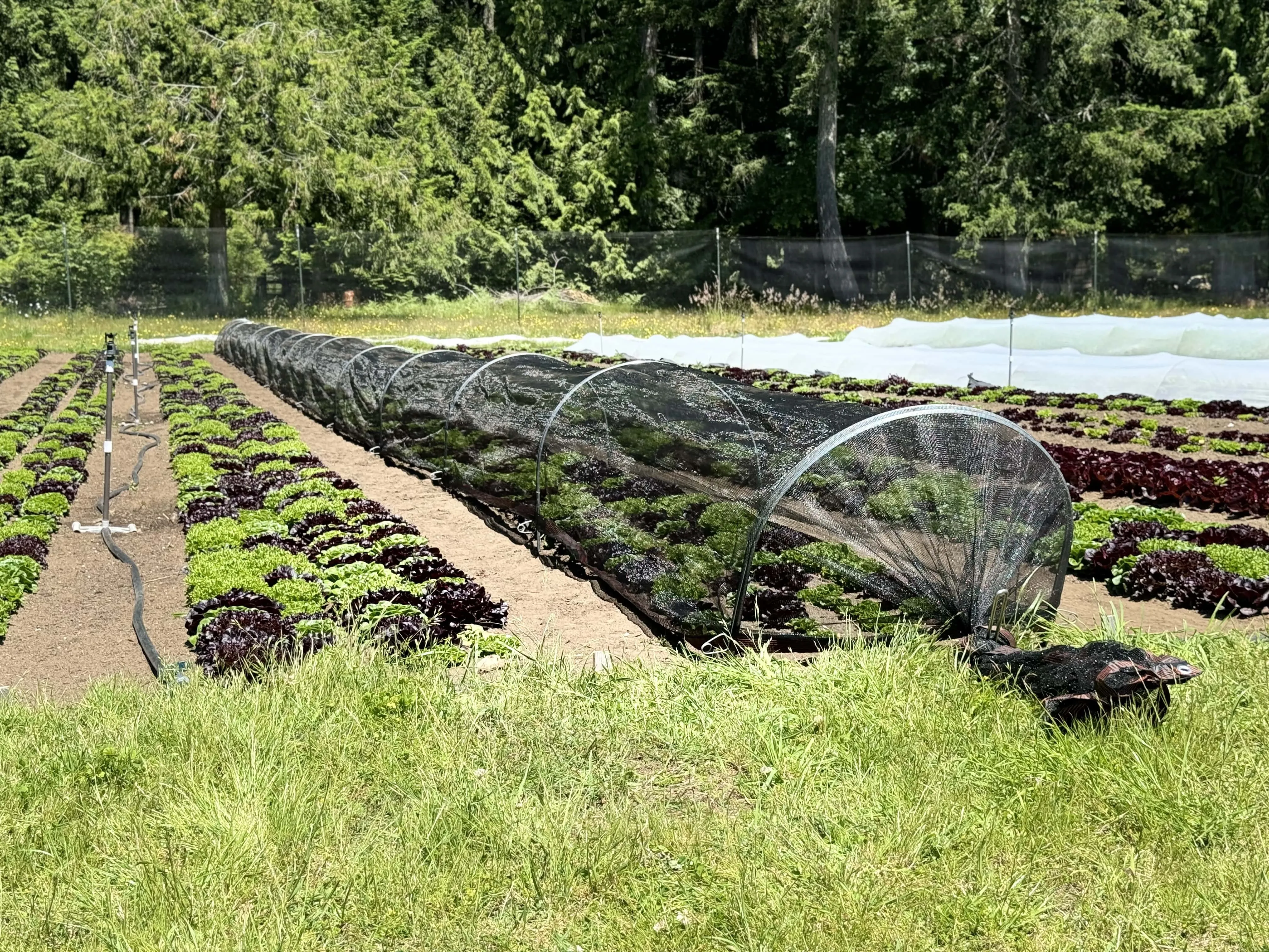 Shade Cloth